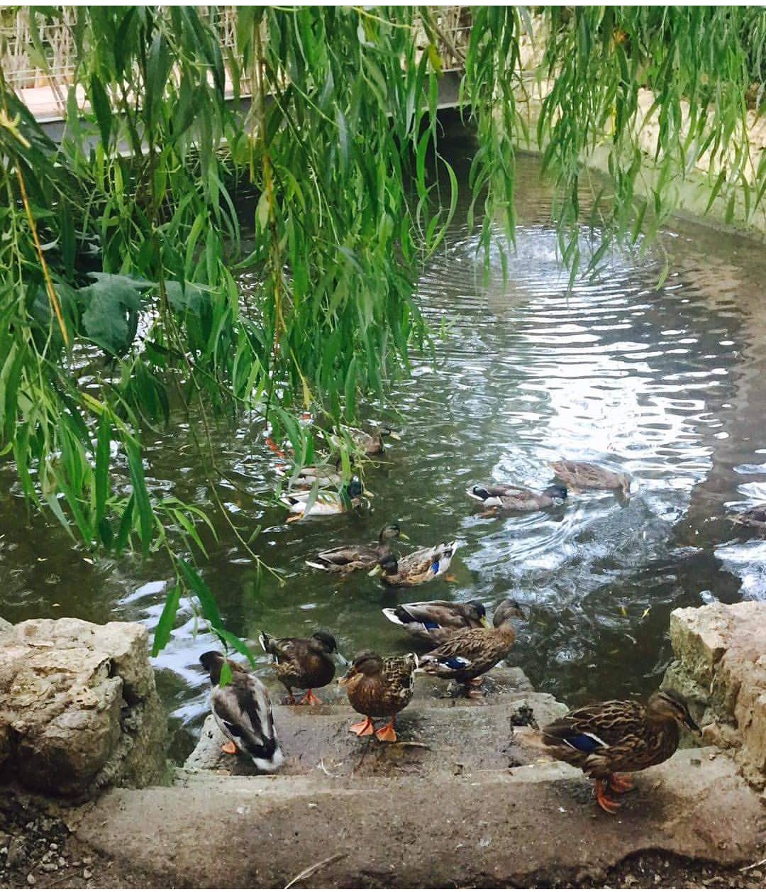 istanbul catalca çatalca park restorant