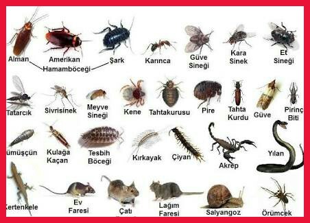 istanbul sisli mehmet akdogan bocek ilaclama 4